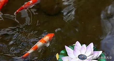 養什麼魚最好養|十大易養觀賞魚排行榜